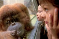 Orangutango nello zoo di Basilea.