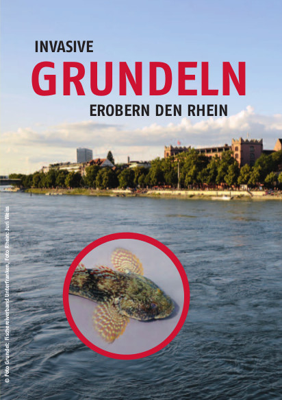 Invasive Grundeln erobern den Rhein